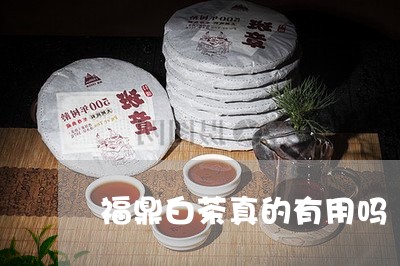 福鼎白茶真的有用吗/2023120338292