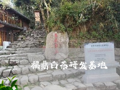 福鼎白茶研发基地/2023112664826