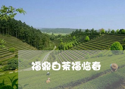 福鼎白茶福临春/2023062851815