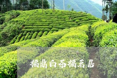 福鼎白茶福茗居/2023112550571