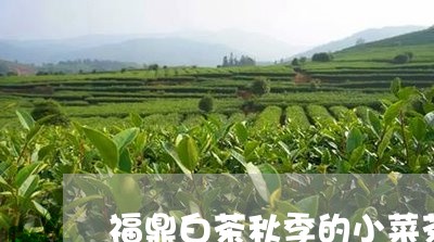 福鼎白茶秋季的小菜茶/2023092027270