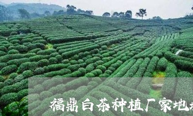 福鼎白茶种植厂家地址电话/2023042653152