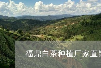 福鼎白茶种植厂家直销价格/2023042684150