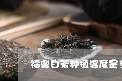 福鼎白茶种植温度是多少/2023062924947