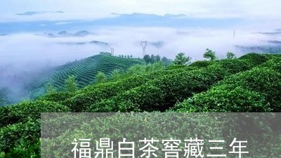 福鼎白茶窖藏三年/2023112607391