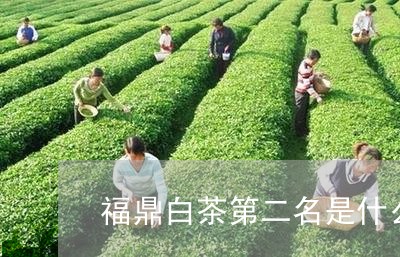 福鼎白茶第二名是什么茶/2023092102725