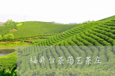 福鼎白茶筠艺茶庄/2023112523917