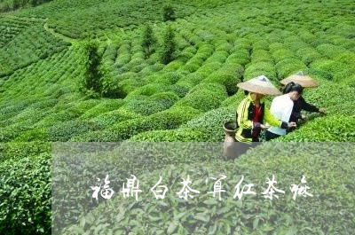 福鼎白茶算红茶嘛/2023112523804