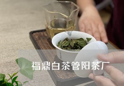 福鼎白茶管阳茶厂/2023090541804