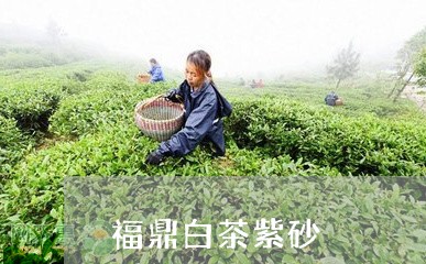 福鼎白茶紫砂/2023052281682