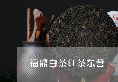 福鼎白茶红茶东营/2023112608562