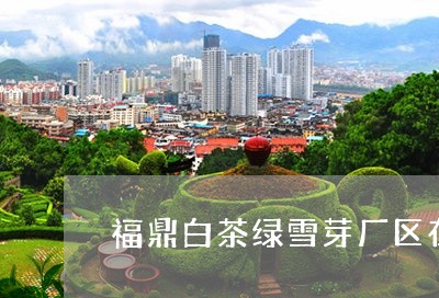 福鼎白茶绿雪芽厂区在哪里/2023041716581