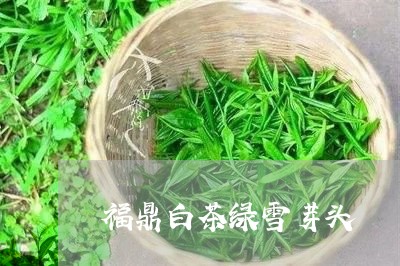 福鼎白茶绿雪芽头/2023112691904