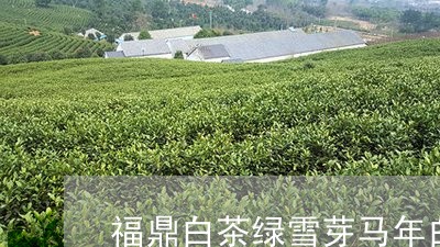 福鼎白茶绿雪芽马年白茶/2023110214836