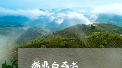 福鼎白茶老/2023082745927