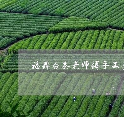 福鼎白茶老师傅手工壶价格/2023042698460