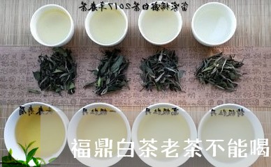 福鼎白茶老茶不能喝/2023082681796