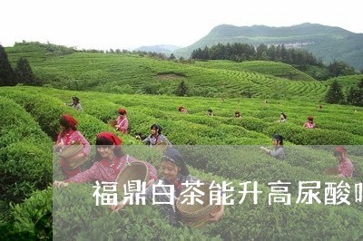 福鼎白茶能升高尿酸吗/2023091562928