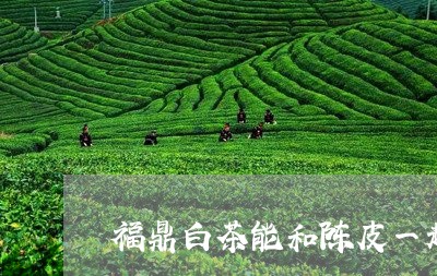 福鼎白茶能和陈皮一起喝吗/2023042628260