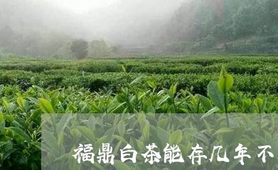 福鼎白茶能存几年不坏/2023092062839