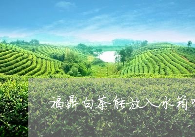 福鼎白茶能放入冰箱吗冬天/2023042686148