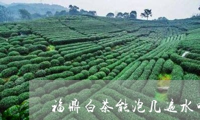 福鼎白茶能泡几遍水喝一次/2023042604847