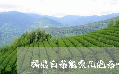 福鼎白茶能煮几泡茶叶/2023120655946