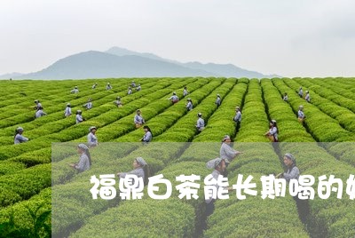 福鼎白茶能长期喝的好处/2023092298374