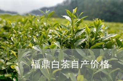 福鼎白茶自产价格/2023112664858