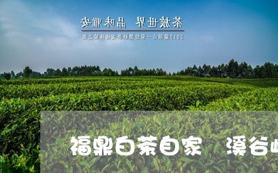 福鼎白茶自家磻溪谷岭/2023091507350