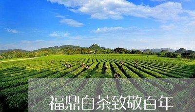 福鼎白茶致敬百年/2023112691793