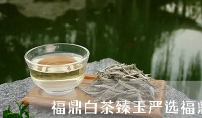 福鼎白茶臻玉严选福鼎白茶/2023111691592