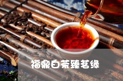 福鼎白茶臻茗缘/2023062885068