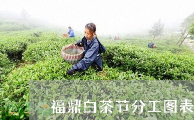 福鼎白茶节分工图表/2023082652614