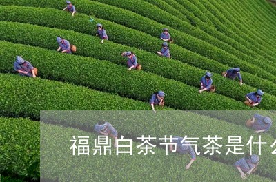 福鼎白茶节气茶是什么茶/2023062995039