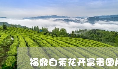 福鼎白茶花开富贵图片高清/2023111020683