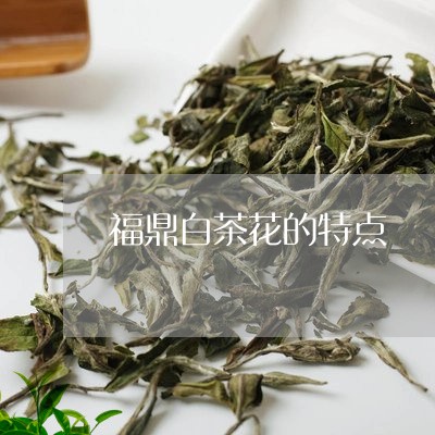 福鼎白茶花的特点/2023070864815