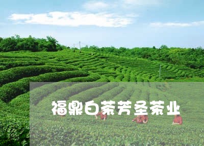 福鼎白茶芳圣茶业/2023112654028