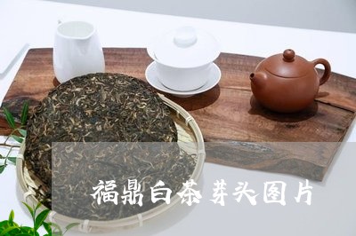 福鼎白茶芽头图片/2023070831918