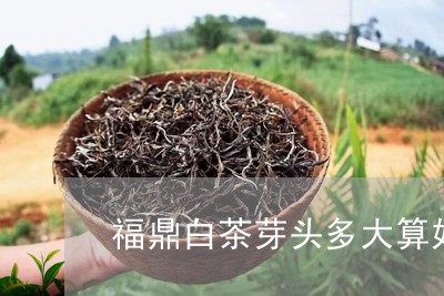 福鼎白茶芽头多大算好/2023091514959