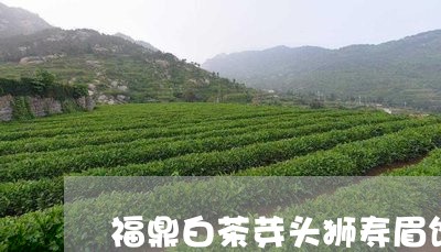 福鼎白茶芽头狮寿眉饼/2023120724834