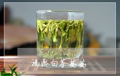 福鼎白茶茜茜/2023082664058