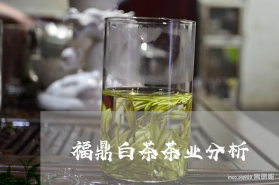 福鼎白茶茶业分析/2023112611604