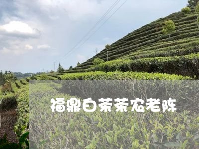 福鼎白茶茶农老陈/2023112693869