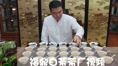 福鼎白茶茶厂视频/2023070826360