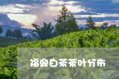 福鼎白茶茶叶分布/2023112689381