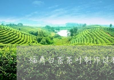 福鼎白茶茶叶制作过程/2023120803914