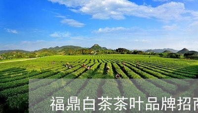 福鼎白茶茶叶品牌招商加盟/2023042898482