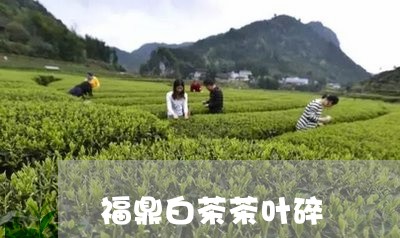 福鼎白茶茶叶碎/2023060818697