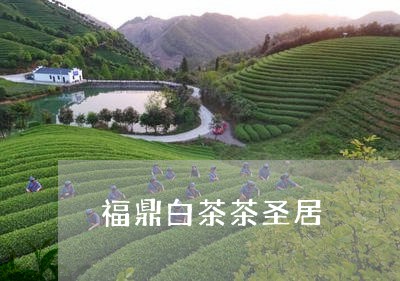 福鼎白茶茶圣居/2023060852814